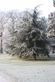 Frosty tree
MR=384x576pixels 5.3x8inches 72ppi
HR=2304x3456p 32x48in 72ppi Bury Knowle Park, Headington, Oxford